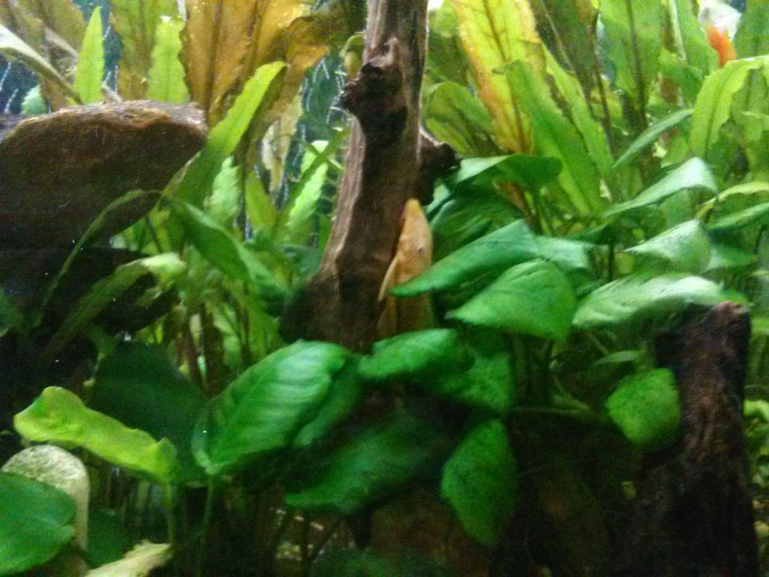 Rated #49: Fish Tank Picture