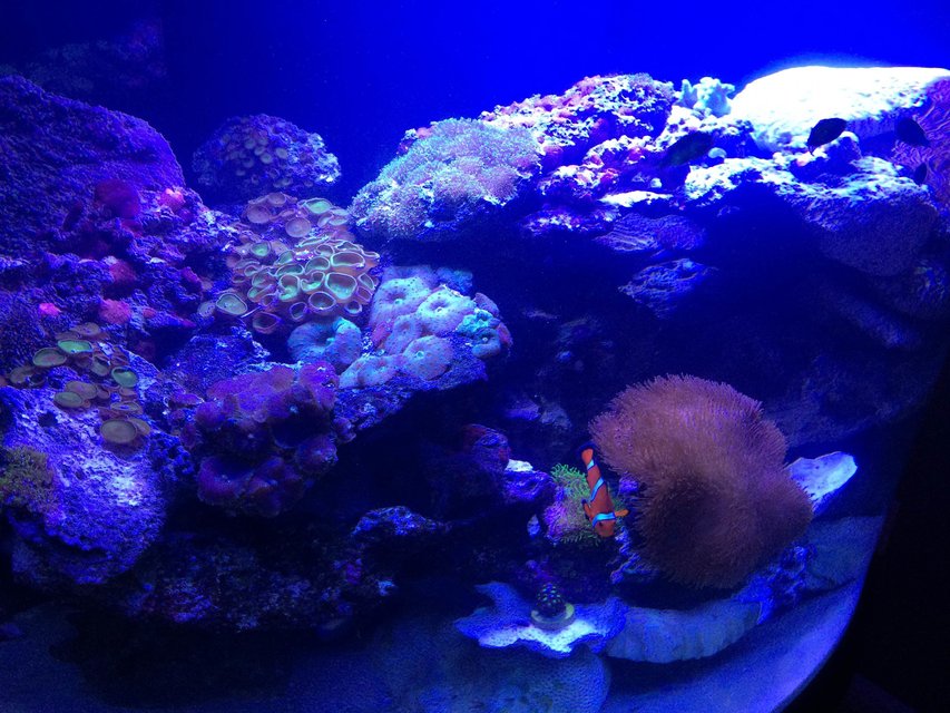 Rated #42: Fish Tank Picture - Corals and Fish