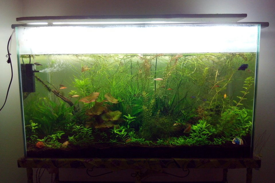 Rated #29: Fish Tank Picture - Another picture