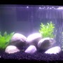 fish tank picture - 10 gallon Convict tank
