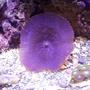 corals inverts - actinodiscus sp. - purple mushroom stocking in 20 gallons tank - EXTREMELY RARE FIRE ORANGE RIM PURPLE MUSHROOM ON THE RT. SIDE BOTTOM IN THIS 20XH REEF