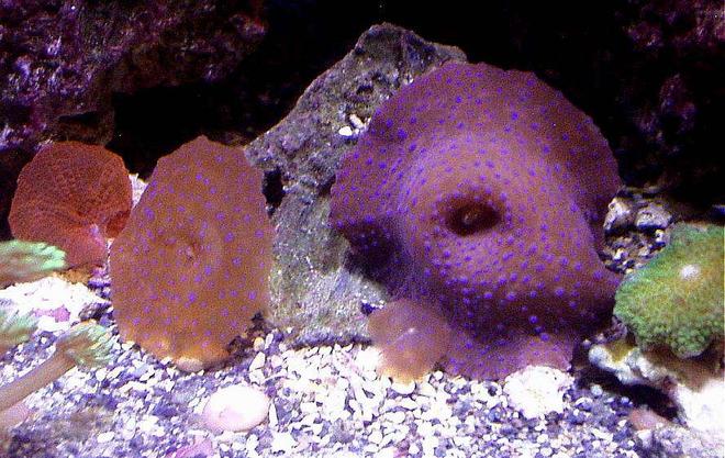 corals inverts - actinodiscus sp. - red mushroom stocking in 20 gallons tank - SUPERMAN MUSHROOM, BABY GONIOPORA, RARE LIME GREEN FRILLY MUSHROOM ON BOTTOM LEFT SIDE IN THIS 20XH REEF
