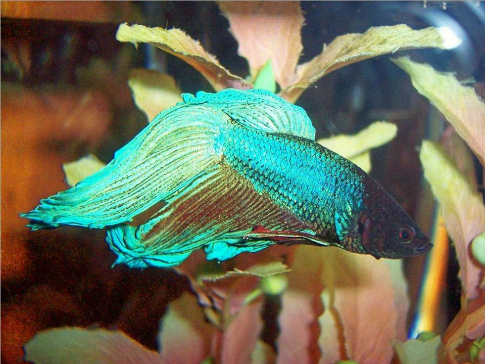 freshwater fish - betta splendens - betta - male stocking in 72 gallons tank - This is Freddy the betta.