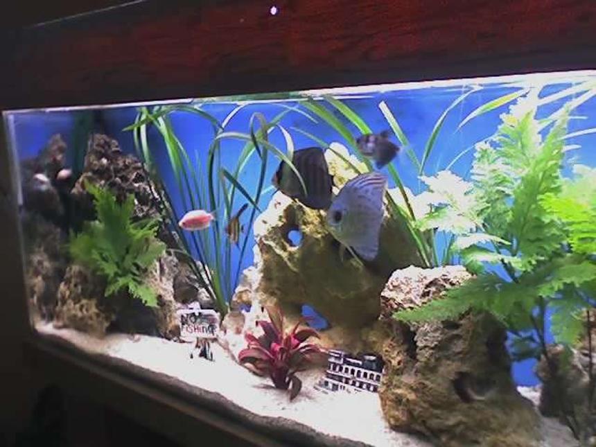 Rated #77: 30 Gallons Freshwater Fish Tank - my tank is a 30  gal i have a eheim external filter with spray bar  & also a 5 gal trickle filter 1 power head & heater with a white tube