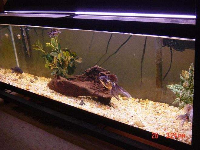 freshwater fish tank (mostly fish and non-living decorations) - 40 gallon All-Glass tank. Aquaclear 70 and 50 HOB filters. 48" strip light.