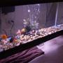 freshwater fish tank (mostly fish and non-living decorations) - 30 gallon All-Glass tank. Aquaclear 70 HOB filter. 36" strip light. Goldfish.