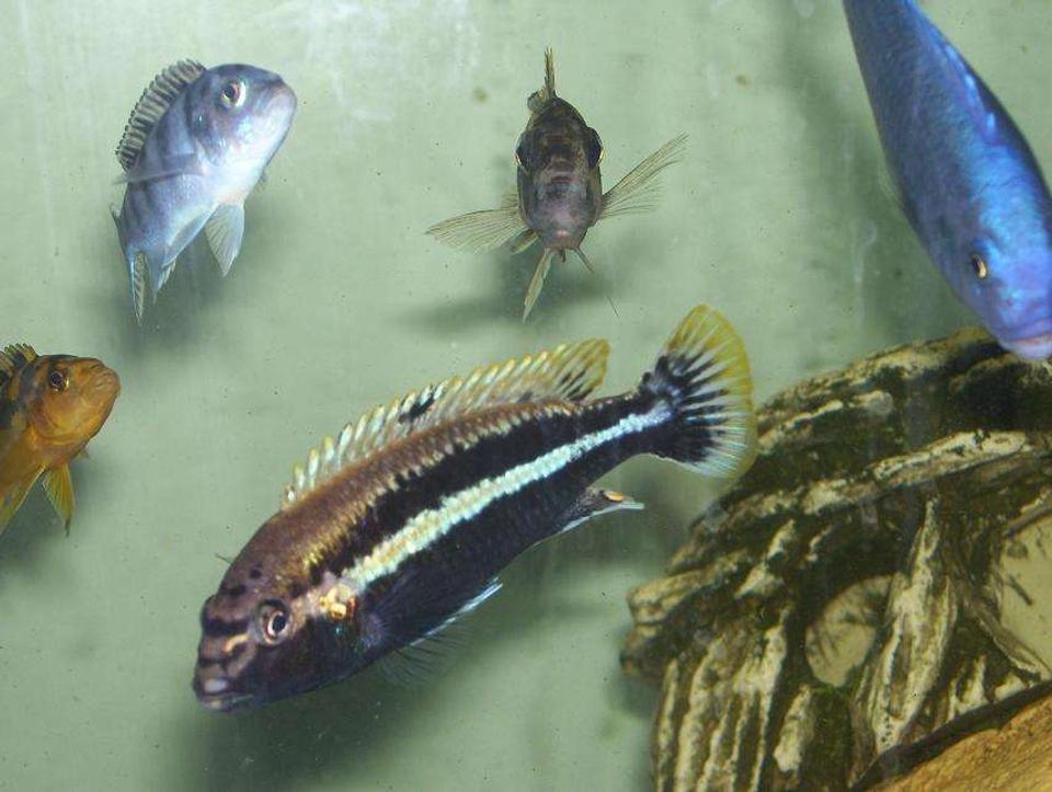 freshwater fish - melanochromis auratus - auratus stocking in 55 gallons tank - my male auratus with friends