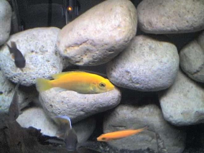freshwater fish - labidochromis caeruleus - electric yellow cichlid stocking in 65 gallons tank - My yellow lab "taken off of phone"