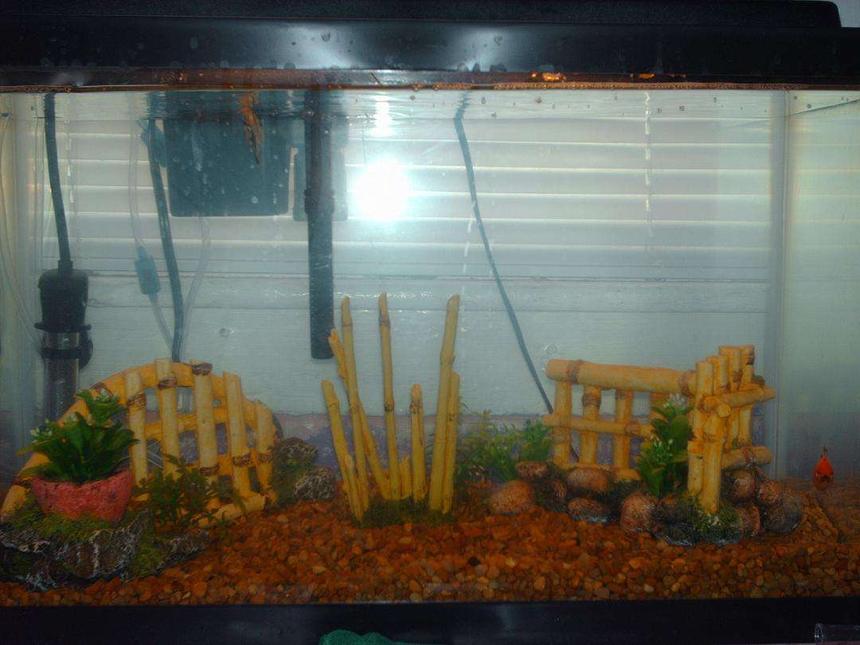 Rated #575: 10 Gallons Freshwater Fish Tank - tiki theme with fish :]