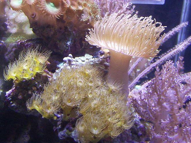 corals inverts - undescribed zoanthid - colony polyp, yellow stocking in 20 gallons tank - YELLOW POLYPS 2 COLORS, PALYTHOAS, KENYA TREE, YELLOW TONGA LEATHER, PURPLE RIBBON GORONIAN IN THIS 20XH REEF