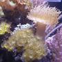 corals inverts - undescribed zoanthid - colony polyp, yellow stocking in 20 gallons tank - YELLOW POLYPS 2 COLORS, PALYTHOAS, KENYA TREE, YELLOW TONGA LEATHER, PURPLE RIBBON GORONIAN IN THIS 20XH REEF