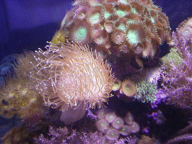 corals inverts - sarcophyton sp. - long polyp leather stocking in 20 gallons tank - SUPER GREEN PALYTHOA WITH REDS, GREEN STARS, YELLOW LONG TENTACLE TOADSTOOL LEATHER, PPE,