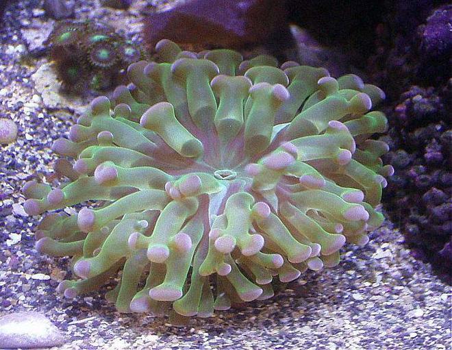 corals inverts - euphyllia paranchora - hammer / anchor coral, branching stocking in 20 gallons tank - GREEN PURPLE BRANCHING HAMMER CORAL BOTTOM RT SIDE CORNER