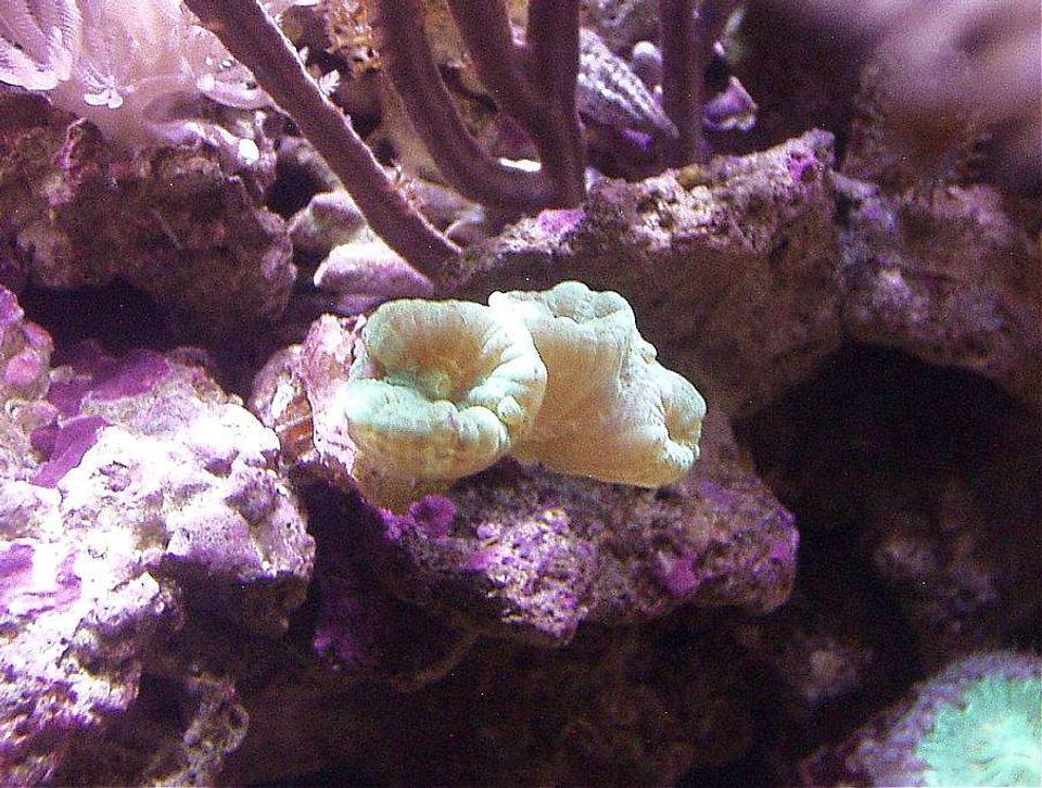 corals inverts - caulastrea curvata - trumpet coral stocking in 20 gallons tank - GREEN TRUMPET CORAL, BLASTOMUSSA, PURPLE BLADE GORGONIAN