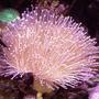 corals inverts - sarcophyton sp. - long polyp leather stocking in 20 gallons tank - PINK LONG TENTACLE TOADSTOOL LEATHER BOTTOM RT.SIDE