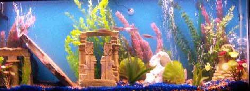 Rated #454: 55 Gallons Freshwater Fish Tank - 55 gallon