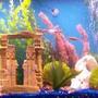 55 gallons freshwater fish tank (mostly fish and non-living decorations) - 55 gallon