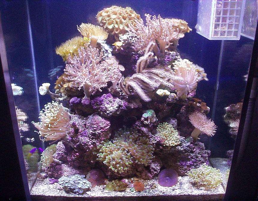 Rated #65: 20 Gallons Reef Tank - THIS IS MY 20 GAL. EXTRA HIGH REEF NAMED, MARISOL. MAR MEANS, THE OCEAN, AND SOL MEANS, THE SUN. 

TAKE A LOOK AT THE INDIVIDUAL PICS OF EACH CORAL IN THIS TANK. AS I GET MORE PICS, I WILL ADD ON. THANKS FOR LOOKING AND FORGIVE MY PICTURES. I AM NOT A PHOTOGRAPHER. ALL PICTURES TAKEN WITH AN OLYMPUS 1.3 MEGAPIXEL CAMERA.