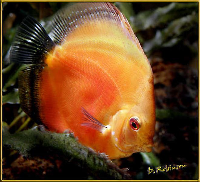 freshwater fish - symphysodon sp. - red marlboro discus stocking in 180 gallons tank - Tangerine Dream Discus searching for a snack.