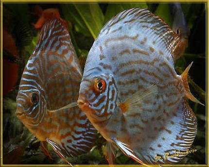 freshwater fish - symphysodon aequifasciata - royal blue discus stocking in 180 gallons tank - Two Red and Blue Discus who seemed to have buddied up.