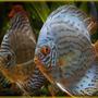 freshwater fish - symphysodon aequifasciata - royal blue discus stocking in 180 gallons tank - Two Red and Blue Discus who seemed to have buddied up.
