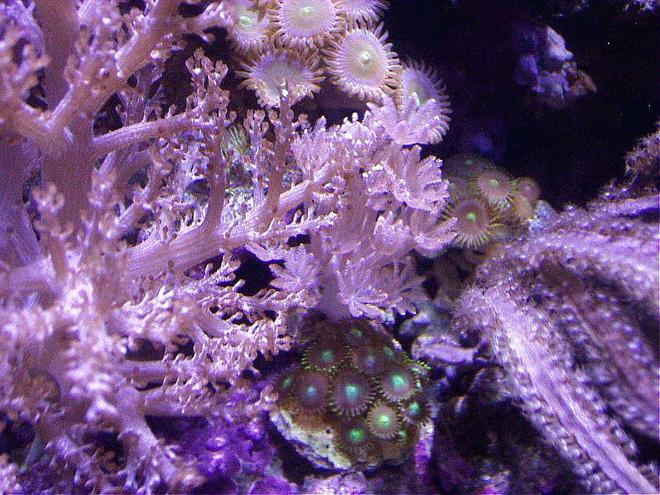 corals inverts - pterogorgia citrina - green lace gorgonian stocking in 20 gallons tank - XENIA, PPE, BLADE GORGONIAN PURPLE, ZOOS, KENYA TREE IN CENTER OF 20 EXTRA HIGH REEF