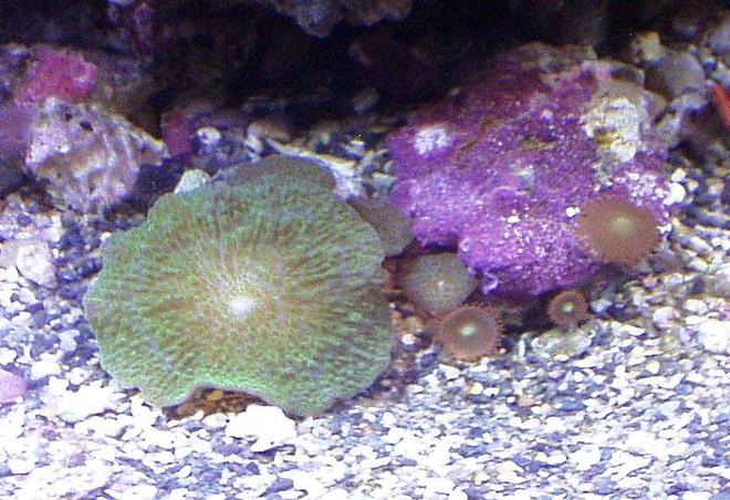 corals inverts - actinodiscus sp. - green fluorescent mushroom stocking in 20 gallons tank - COLORFUL RARE MUSHROOM WITH ORANGE/YELLOW EYE ZOANTHIDS AT THE BOTTOM....