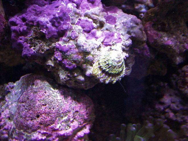 corals inverts - astraea tecta - astraea turbo snail stocking in 20 gallons tank - PURPLE PINK CORALINE ALGA AND ASTREA SNAIL AT WORK...