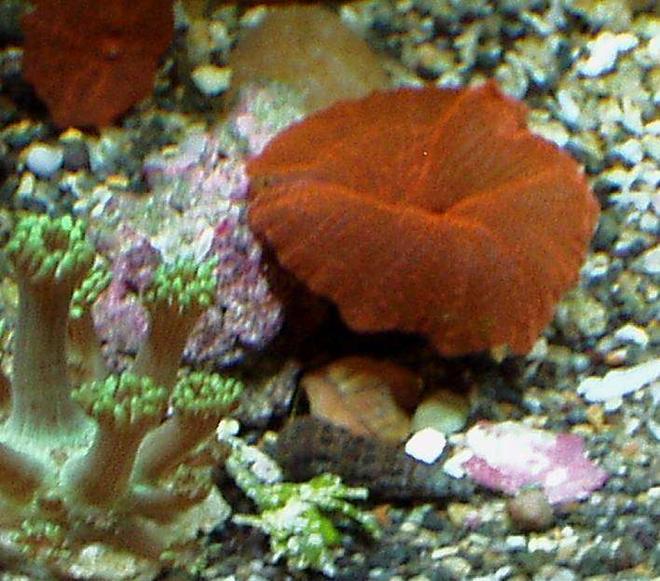 corals inverts - actinodiscus sp. - red mushroom stocking in 20 gallons tank - PYSCHO RED MUSHROOM WITH BABY GONIOPORA SP. BOTTOM