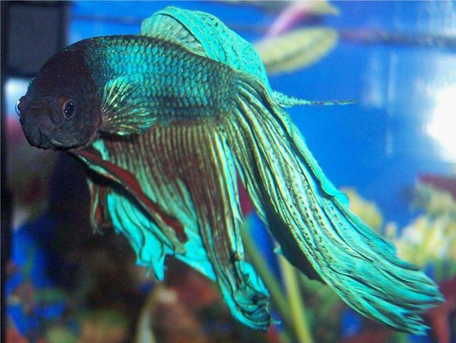 freshwater fish - betta splendens - betta - male stocking in 72 gallons tank - This is Freddy the betta looking at me.