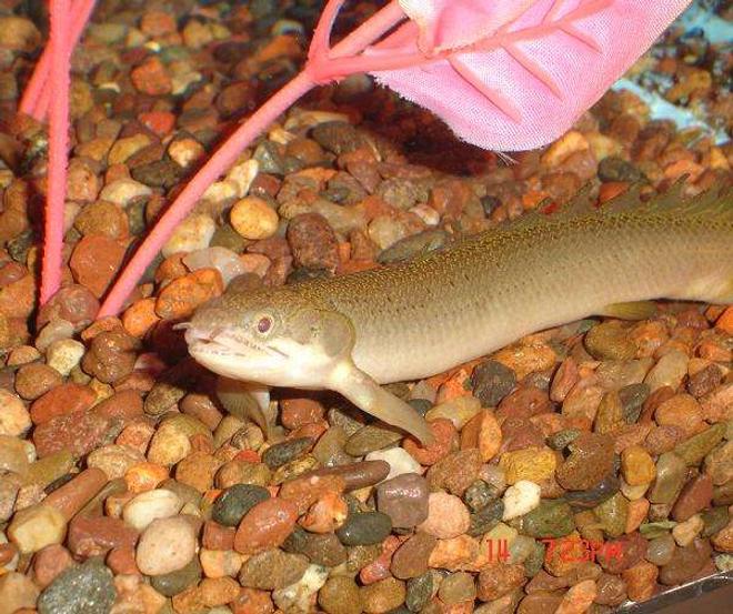 freshwater fish - polypterus palmas - palmas bichir stocking in 101 gallons tank - Polypterus Palmas