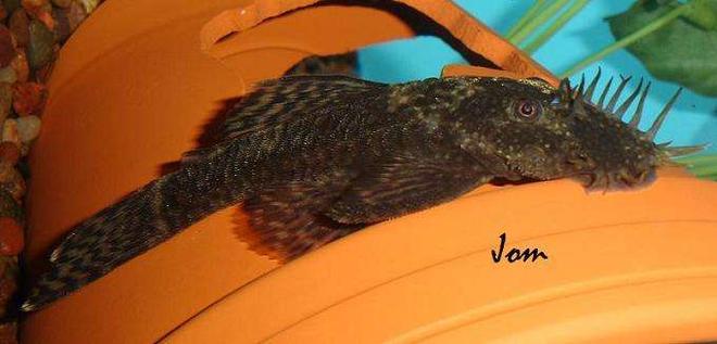 freshwater fish - ancistrus sp. - bushy nose pleco stocking in 101 gallons tank - Ancistrus