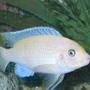 freshwater fish - pseudotropheus estherae - red zebra cichlid stocking in 55 gallons tank - red zebra