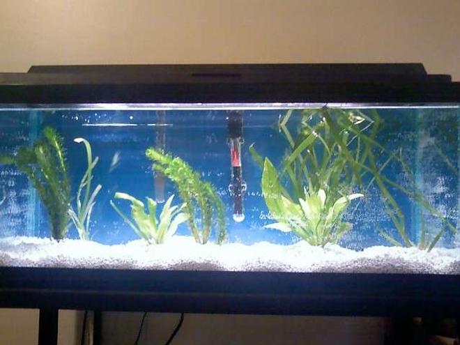 55 gallons planted tank (mostly live plants and fish) - This pic was taken when I first set the tank up over a month ago and I don't have any recent pics of the whole tank with the fish in it.

This is my first live plant tank. It's a long 20g with 3 tiger barbs (used to be 5 but two died, going to get more), 6 albino cory's, and 1 false julli cory (going to get more)

I have a whisper 40 filter and 100 watt heater and a 20 watt flora glo light strip.

For plants I have amazon swords, anarchris (bad spelling), and vallernias (bad spelling) but the vallernias aren't surviving to well.