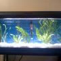 55 gallons planted tank (mostly live plants and fish) - This pic was taken when I first set the tank up over a month ago and I don't have any recent pics of the whole tank with the fish in it. This is my first live plant tank. It's a long 20g with 3 tiger barbs (used to be 5 but two died, going to get more), 6 albino cory's, and 1 false julli cory (going to get more) I have a whisper 40 filter and 100 watt heater and a 20 watt flora glo light strip. For plants I have amazon swords, anarchris (bad spelling), and vallernias (bad spelling) but the vallernias aren't surviving to well.