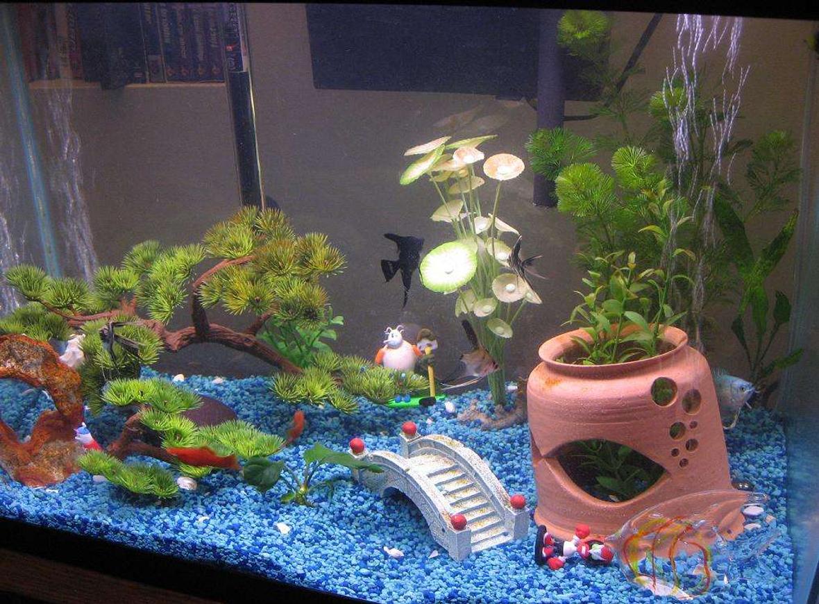 20 gallons freshwater fish tank (mostly fish and non-living decorations) - first setup with my first live plants. Feb2007. Clay pot was thrown by me, rinsed, and cured in tank before fish.