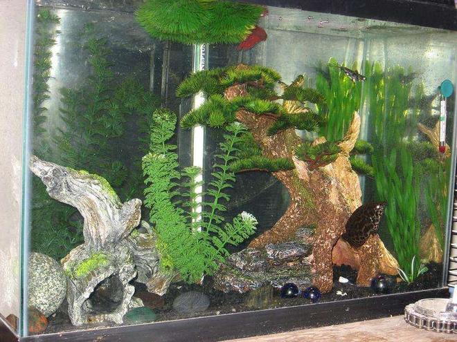 40 gallons freshwater fish tank (mostly fish and non-living decorations) - ER This is my friends 20 Gal Tall. it has a Leaf fish, Betta and an AFrican Butterfly or sumthing. hes had it for about a year to 1 1/2 yrs.