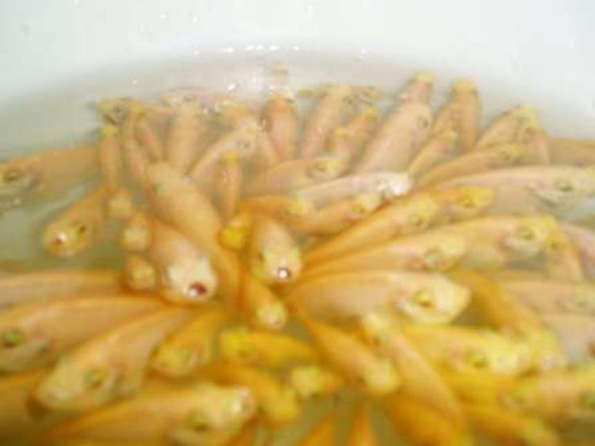 Rated #96: Corals Inverts Stocking In 70 Gallons Tank - alevins