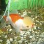 freshwater fish - carassius auratus - oranda goldfish stocking in 70 gallons tank - tete de lion