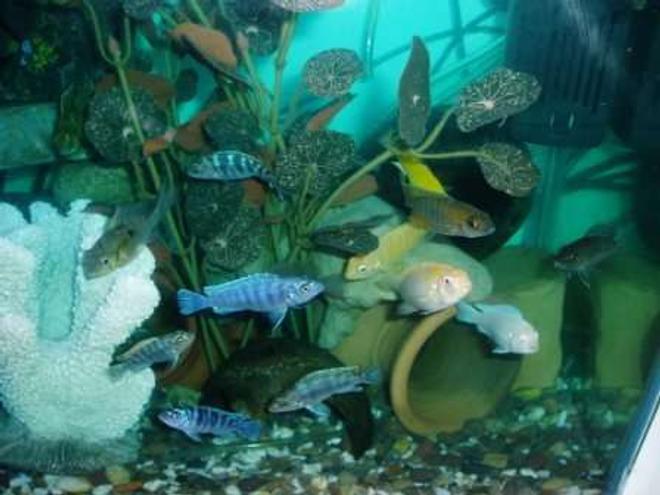 freshwater fish - metriaclima callainos - cobalt blue zebra cichlid stocking in 70 gallons tank - cichlides malawiii