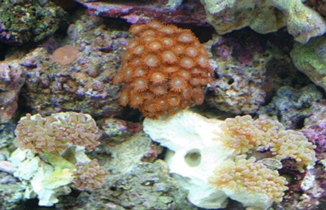 corals inverts - euphyllia paradivisa - frogspawn coral stocking in 55 gallons tank - Corals and Polyps
