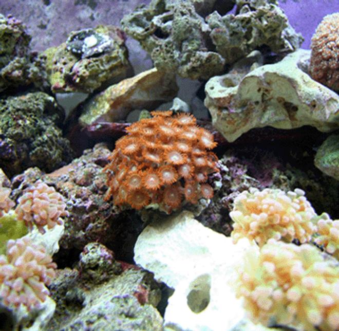 corals inverts - zoanthus sp. - colony polyp stocking in 55 gallons tank - Coral