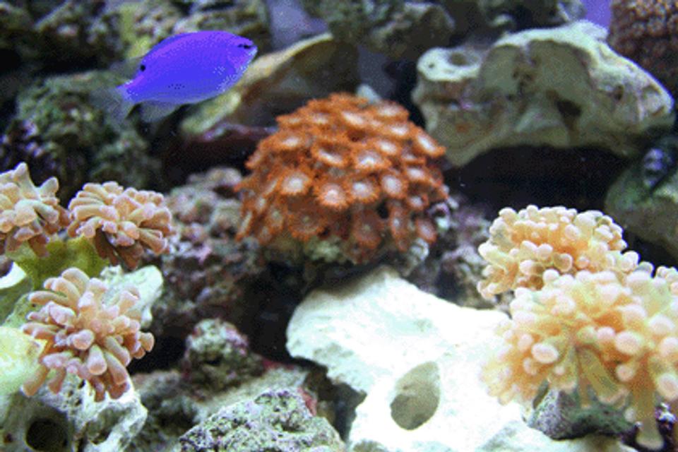 corals inverts - zoanthus sp. - colony polyp stocking in 55 gallons tank - Corals