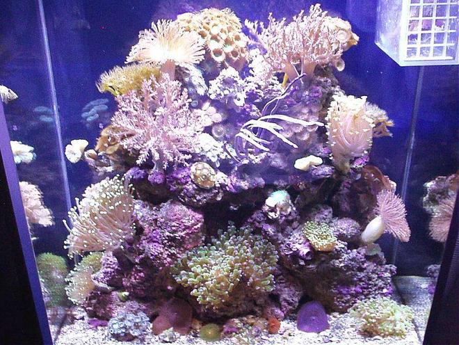 20 gallons reef tank (mostly live coral and fish) - HERE I AM..MARISOL. ANOTHER PIC OF MYSELF, THE 20 GAL EXTRA HIGH