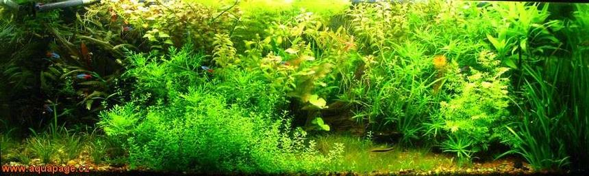 Rated #29: 100 Gallons Planted Tank - My aquarium