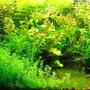 100 gallons planted tank (mostly live plants and fish) - My aquarium