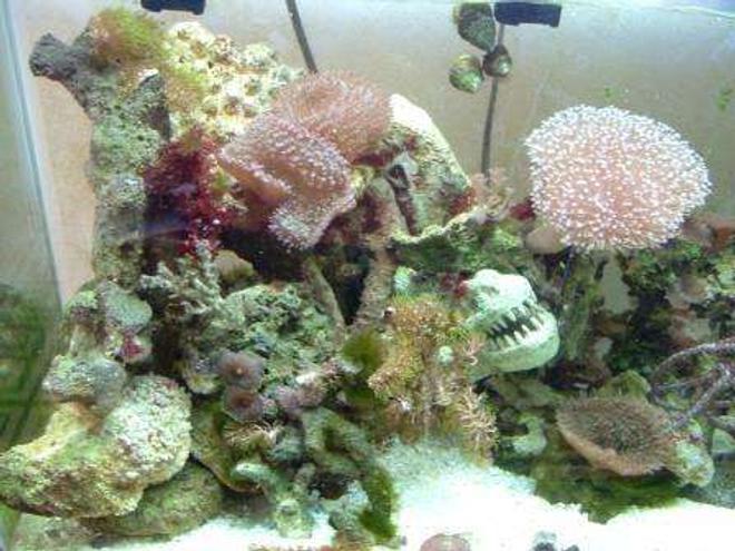 corals inverts - euphyllia paradivisa - frogspawn coral stocking in 55 gallons tank - Coral setup on 55 gal