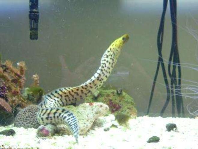 saltwater fish - gymnothorax fimbriatus - fimbriated eel stocking in 55 gallons tank - Fimbriated eel