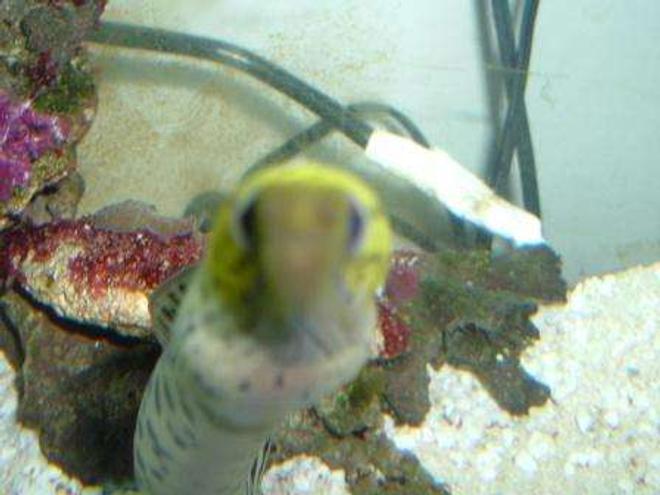 saltwater fish - gymnothorax fimbriatus - fimbriated eel stocking in 55 gallons tank - Nice close up