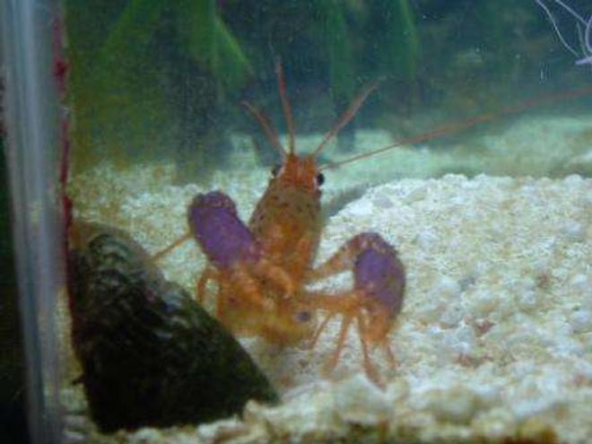 corals inverts - enoplometopus sp. - purple lobster stocking in 55 gallons tank - Purple lobster that lost his life to the eel